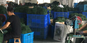 china factory wholesale best christmas trees